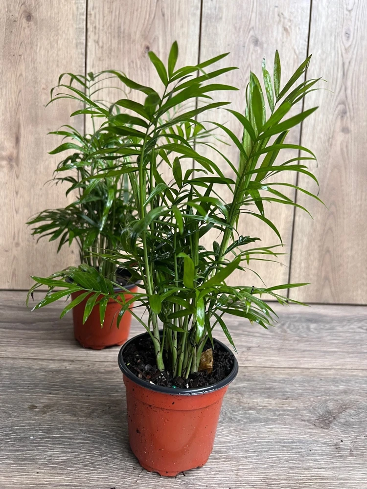 Neanthe Bella Parlor Palm Live Plant – Chamaedorea Elegans – 4" Pot – Indoor - Cannot ship to CA - Image 7