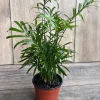 Neanthe Bella Parlor Palm Live Plant – Chamaedorea Elegans – 4" Pot – Indoor - Cannot ship to CA - Image 1