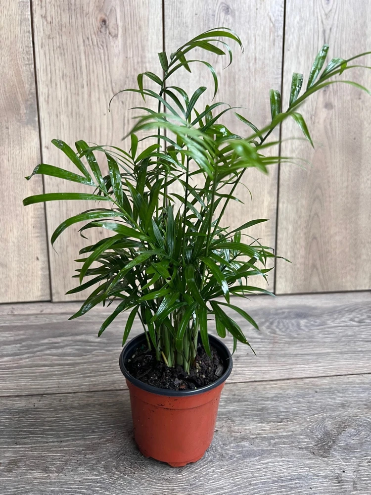 Neanthe Bella Parlor Palm Live Plant – Chamaedorea Elegans – 4" Pot – Indoor - Cannot ship to CA - Image 1