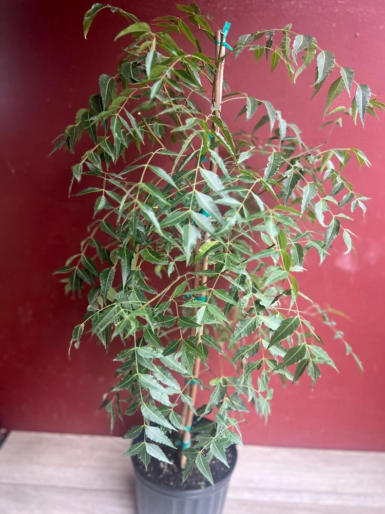 Neem Tree Live Plant – Azadirachta indica – 3 Gallon Pot – Outdoor - Cannot ship to CA - Image 2