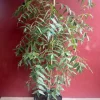 Neem Tree Live Plant – Azadirachta indica – 3 Gallon Pot – Outdoor - Cannot ship to CA - Image 1