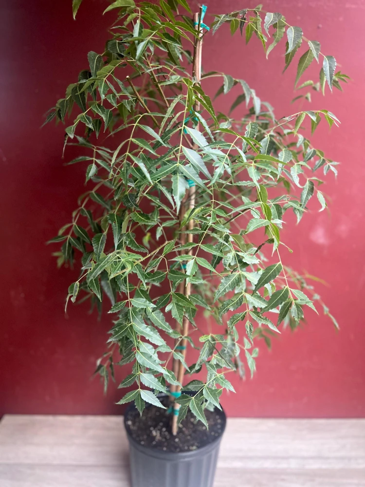 Neem Tree Live Plant – Azadirachta indica – 3 Gallon Pot – Outdoor - Cannot ship to CA - Image 1