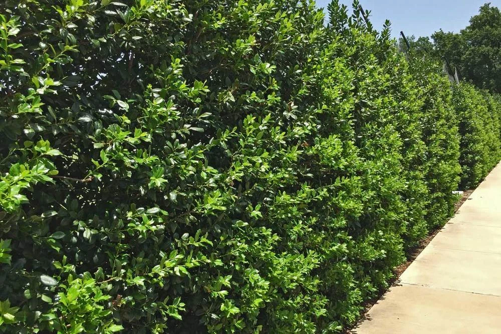 Nellie R. Stevens Holly Live Plant – 10 Plants – 2.5 inch Pot – Outdoor Shrub - Image 2