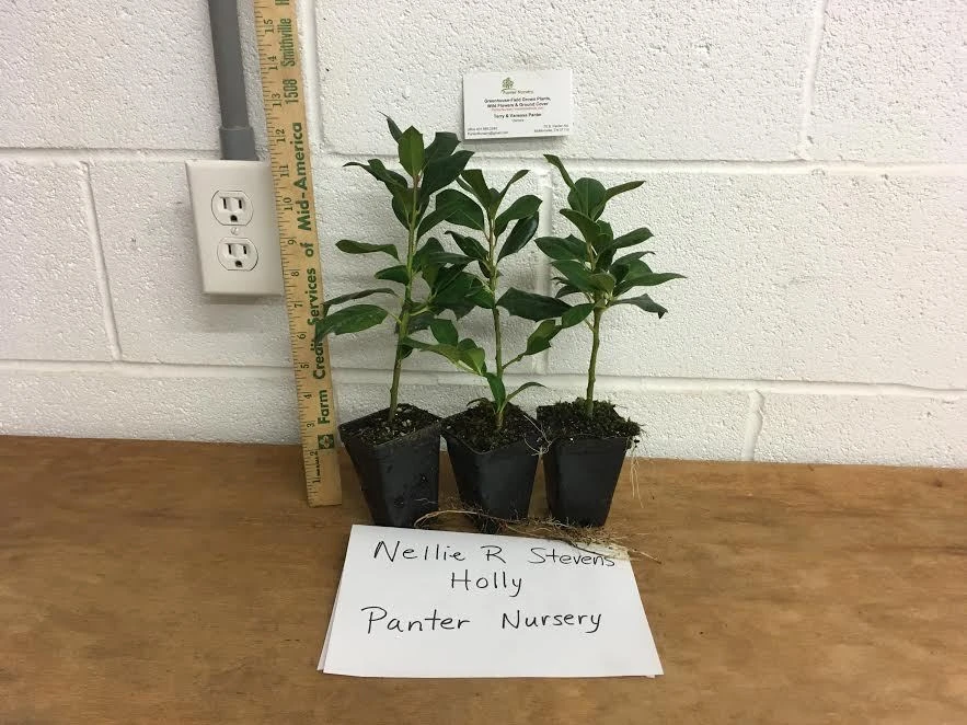 Nellie R. Stevens Holly Live Plant – 10 Plants – 2.5 inch Pot – Outdoor Shrub - Image 3