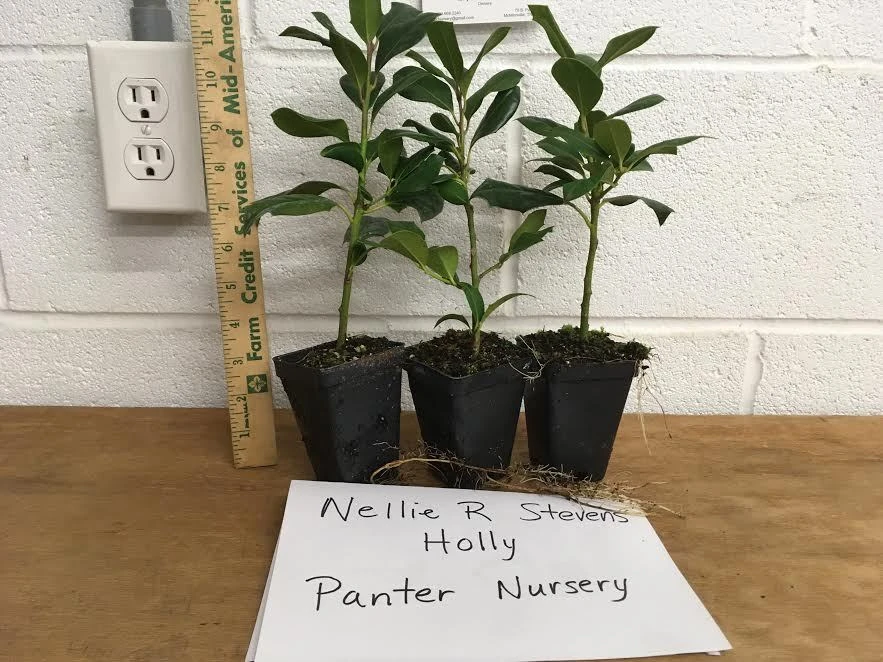 Nellie R. Stevens Holly Live Plant – 10 Plants – 2.5 inch Pot – Outdoor Shrub - Image 4