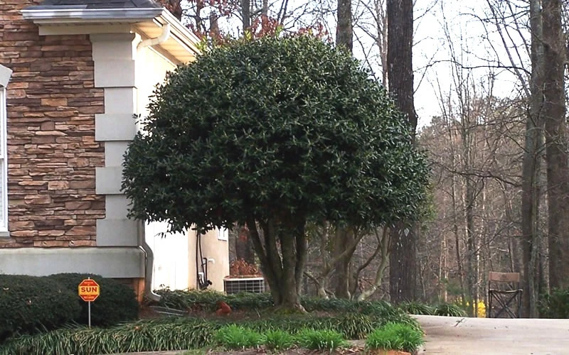 Nellie R. Stevens Holly Live Plant – 10 Plants – 2.5 inch Pot – Outdoor Shrub - Image 5