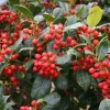 Nellie R. Stevens Holly Live Plant – 10 Plants – 2.5 inch Pot – Outdoor Shrub - Image 1