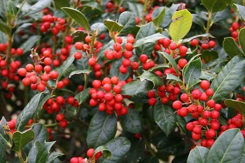 Nellie R. Stevens Holly Live Plant – 10 Plants – 2.5 inch Pot – Outdoor Shrub - Image 1