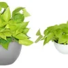 Neon Pothos Live Plant 4" Pot - Tropical Indoor & Outdoor Houseplant - Image 1