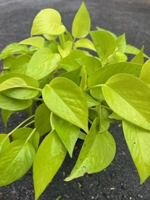Neon Pothos Live Plant – 6 inch Pot – Easy Care Indoor Houseplant - Cannot ship to CA - Image 2