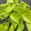 Neon Pothos Live Plant – 6 inch Pot – Easy Care Indoor Houseplant - Cannot ship to CA - Image 1
