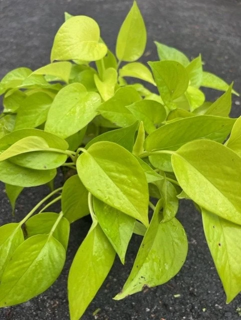 Neon Pothos Live Plant – 6 inch Pot – Easy Care Indoor Houseplant - Cannot ship to CA - Image 1