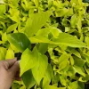 Neon Pothos Live Plant – Epipremnum Aureum – 4 inch Pot – Indoor/Outdoor - Image 1
