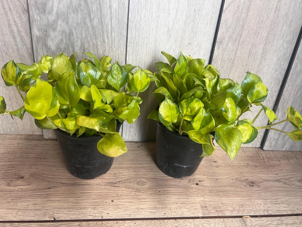Neon Pothos Live Plant - Epipremnum aureum in 6 inch Pot - Indoor Houseplant - Cannot ship to CA - Image 2