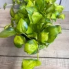 Neon Pothos Live Plant - Epipremnum aureum in 6 inch Pot - Indoor Houseplant - Cannot ship to CA - Image 1