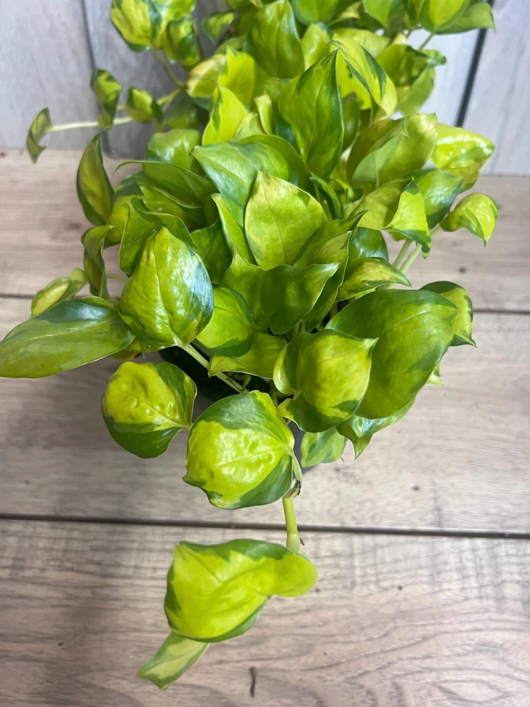 Neon Pothos Live Plant - Epipremnum aureum in 6 inch Pot - Indoor Houseplant - Cannot ship to CA - Image 1