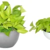 Neon Pothos Live Plant in 4" Pot – Vibrant Lime Green Indoor/Outdoor Vine - Image 1