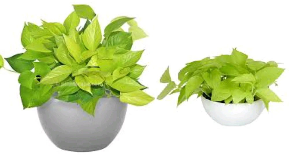 Neon Pothos Live Plant in 4" Pot – Vibrant Lime Green Indoor/Outdoor Vine - Image 1