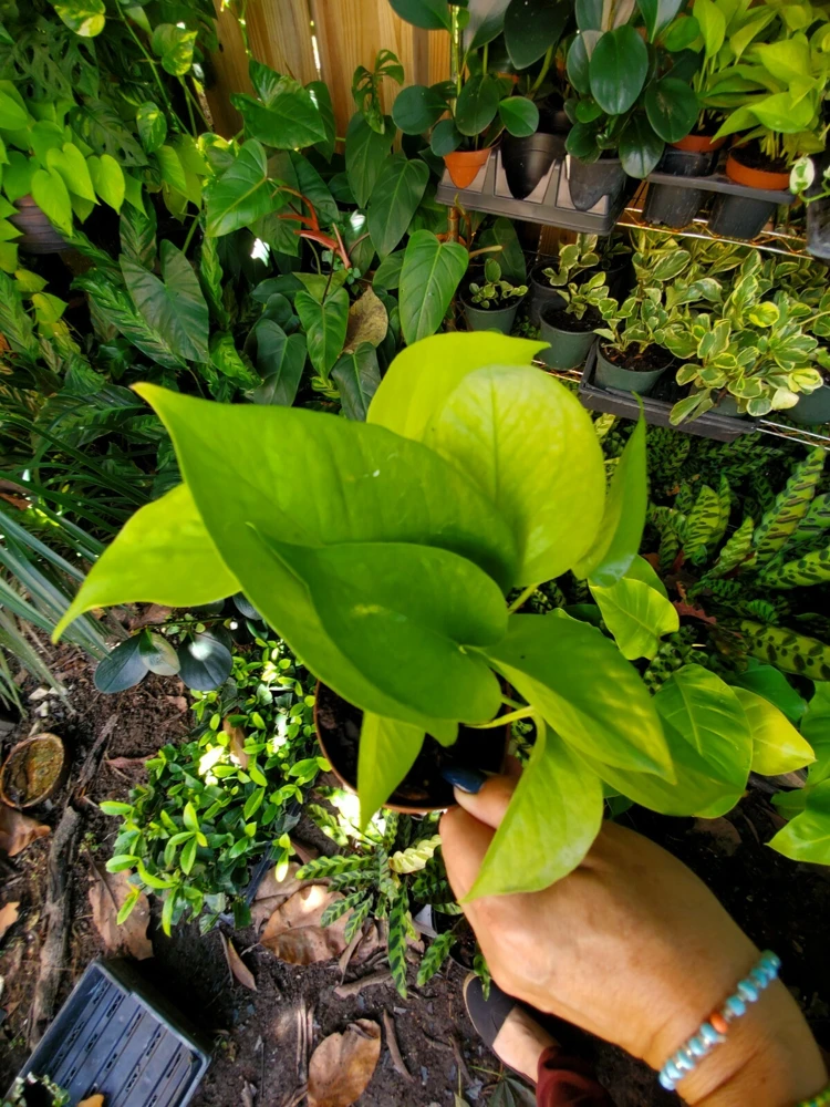 Neon Pothos Live Plant in 4" Pot – Vibrant Lime Green Indoor/Outdoor Vine - Image 2