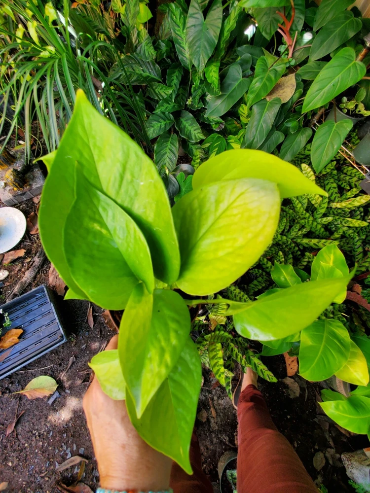 Neon Pothos Live Plant in 4" Pot – Vibrant Lime Green Indoor/Outdoor Vine - Image 3
