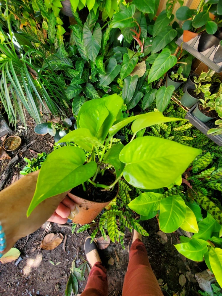 Neon Pothos Live Plant in 4" Pot – Vibrant Lime Green Indoor/Outdoor Vine - Image 4