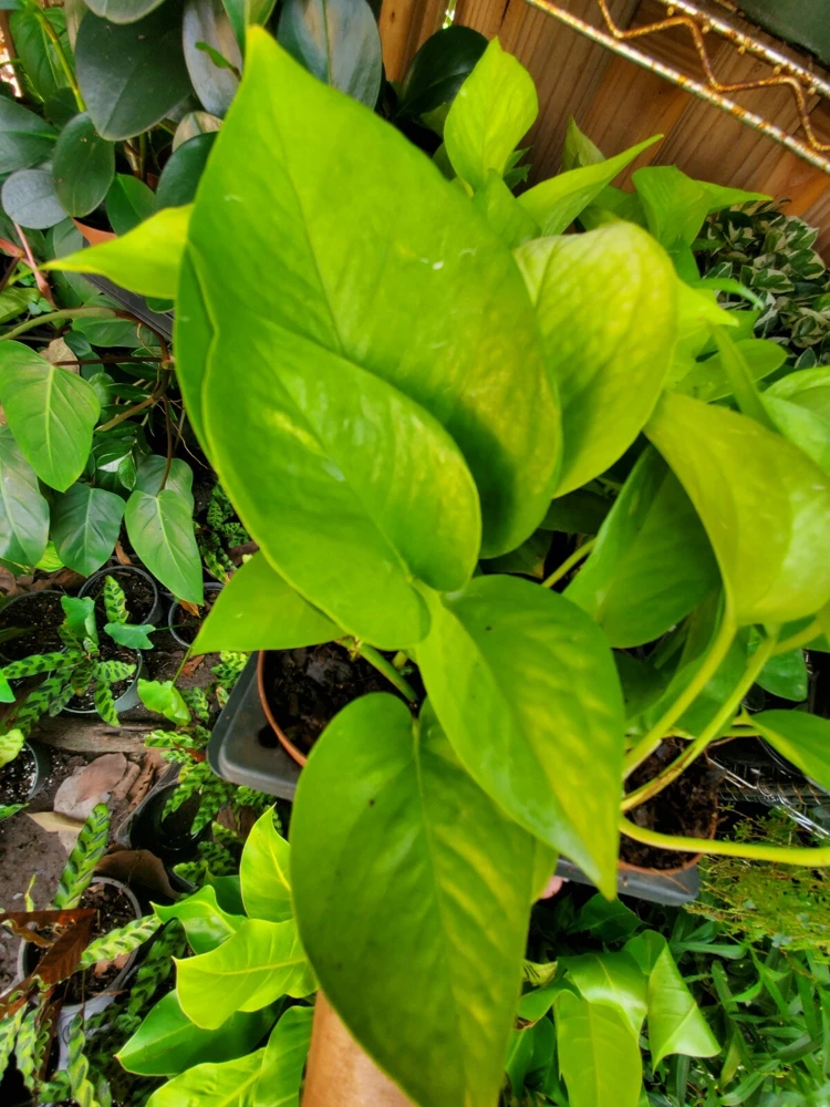 Neon Pothos Live Plant in 4" Pot – Vibrant Lime Green Indoor/Outdoor Vine - Image 5