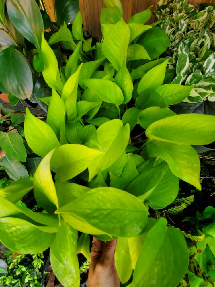Neon Pothos Live Plant in 4" Pot – Vibrant Lime Green Indoor/Outdoor Vine - Image 6