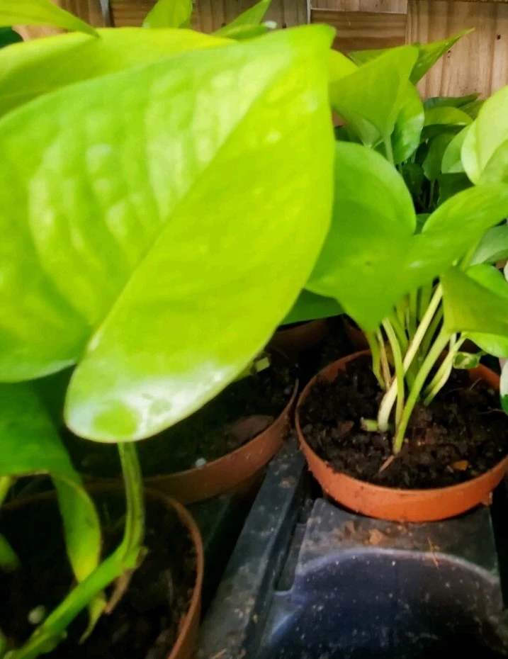 Neon Pothos Live Plant in 4" Pot – Vibrant Lime Green Indoor/Outdoor Vine - Image 7