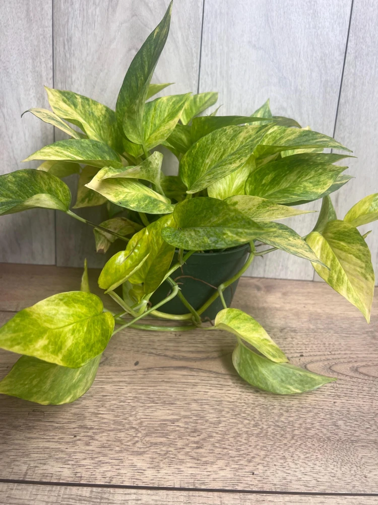 Neon Queen Pothos Live Plant – 6 inch Pot – Indoor Houseplant - Cannot ship to CA - Image 2