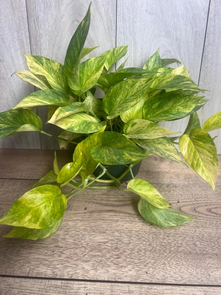 Neon Queen Pothos Live Plant – 6 inch Pot – Indoor Houseplant - Cannot ship to CA - Image 3