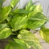 Neon Queen Pothos Live Plant – 6 inch Pot – Indoor Houseplant - Cannot ship to CA - Image 1