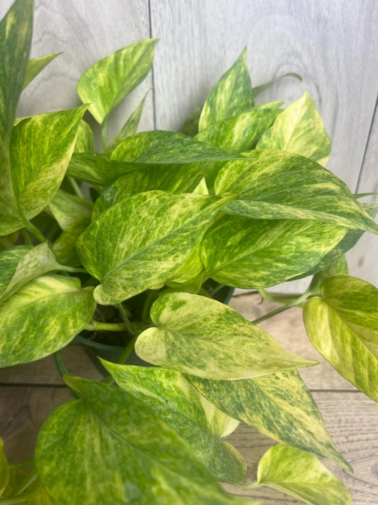 Neon Queen Pothos Live Plant – 6 inch Pot – Indoor Houseplant - Cannot ship to CA - Image 1