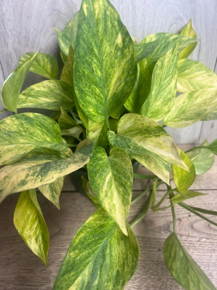 Neon Queen Pothos Live Plant – 6 inch Pot – Indoor Houseplant - Cannot ship to CA - Image 4
