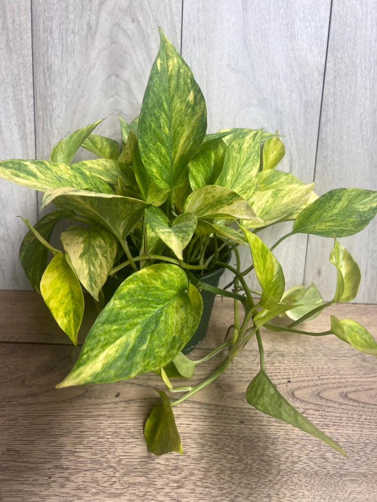 Neon Queen Pothos Live Plant – 6 inch Pot – Indoor Houseplant - Cannot ship to CA - Image 5