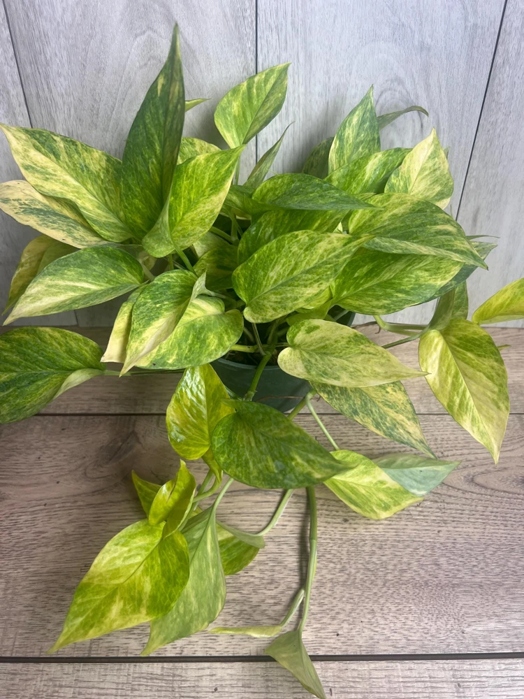 Neon Queen Pothos Live Plant – 6 inch Pot – Indoor Houseplant - Cannot ship to CA - Image 6