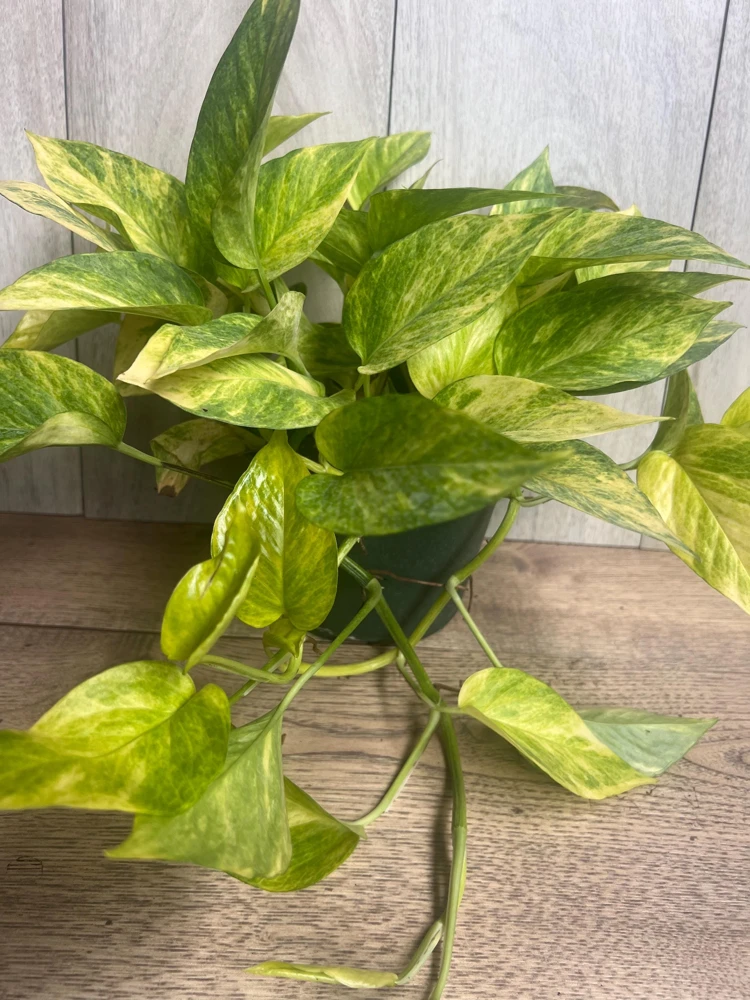 Neon Queen Pothos Live Plant – 6 inch Pot – Indoor Houseplant - Cannot ship to CA - Image 7