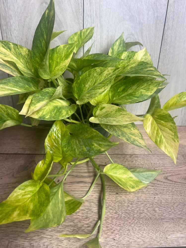 Neon Queen Pothos Live Plant – 6 inch Pot – Indoor Houseplant - Cannot ship to CA - Image 8