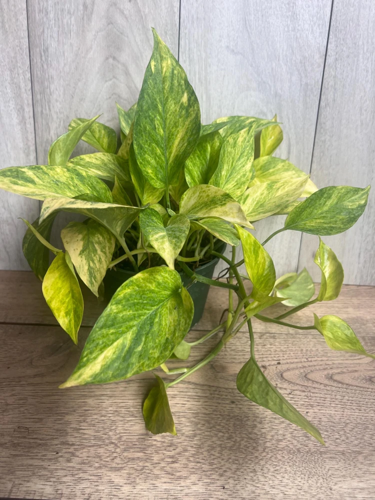Neon Queen Pothos Live Plant – 6 inch Pot – Indoor Houseplant - Cannot ship to CA - Image 9