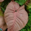Neon Robusta Pink Syngonium Live Plant - 4" Potted Arrowhead, Indoor/Outdoor - Image 1