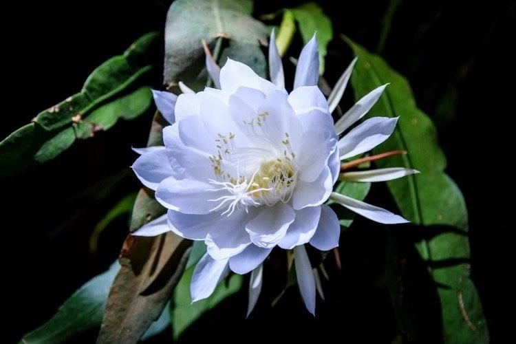 Night Blooming Cactus Live Plant - Epiphyllum Oxypetalum - 4" Pot - Indoor/Outdoor - Cannot ship to CA - Image 1
