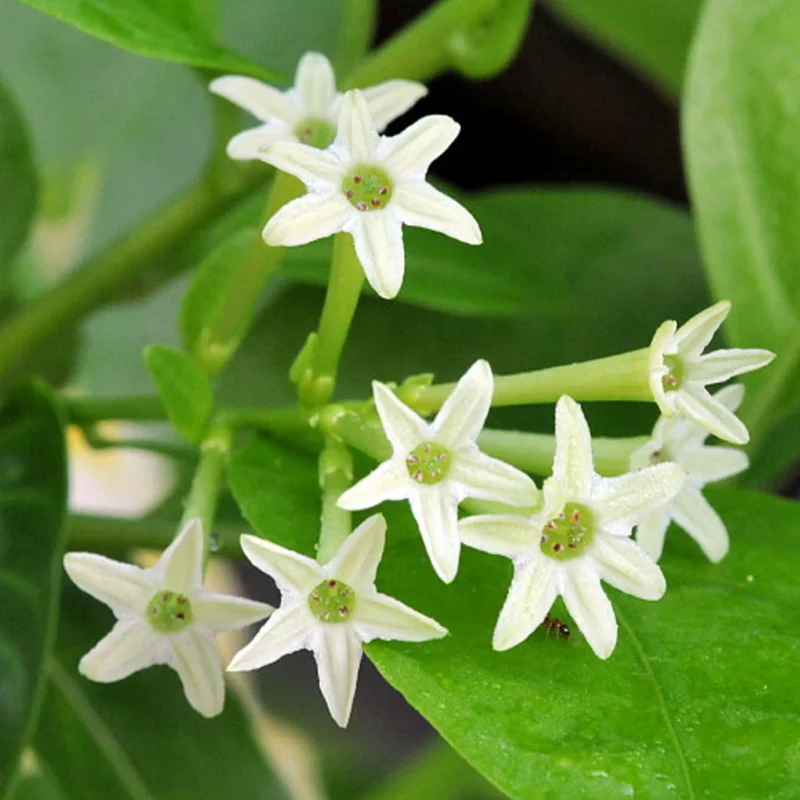 Night Blooming Jasmine Live Plant 4" Pot - Fragrant Indoor/Outdoor Shrub - Image 1