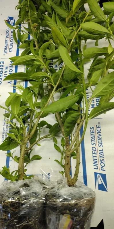 Night Blooming Jasmine Live Plant - 4in Tall Starter - Fragrant Indoor/Outdoor - Image 2