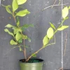 Night Blooming Jasmine Live Plant - 4in Tall Starter - Fragrant Indoor/Outdoor - Image 1
