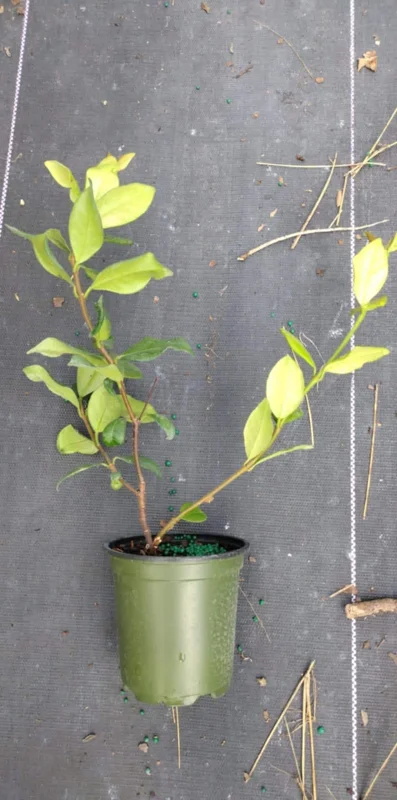 Night Blooming Jasmine Live Plant - 4in Tall Starter - Fragrant Indoor/Outdoor - Image 1
