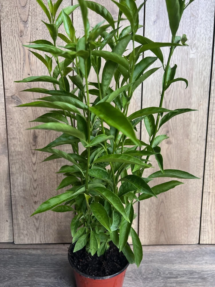 Night Blooming Jasmine Live Plant Cestrum Nocturnum 6" Pot Fragrant Outdoor - Cannot ship to CA - Image 2