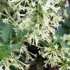 Night Blooming Jasmine Live Plant Cestrum Nocturnum 6" Pot Fragrant Outdoor - Cannot ship to CA - Image 1