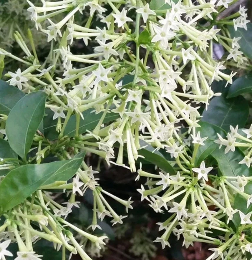 Night Blooming Jasmine Live Plant Cestrum Nocturnum 6" Pot Fragrant Outdoor - Cannot ship to CA - Image 1
