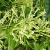 Night Blooming Jasmine Live Plant, Cestrum Nocturnum, 3 Gallon Pot, Fragrant Outdoor Shrub - Cannot ship to CA - Image 1