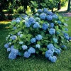 Nikko Blue Hydrangea Live Plant – 2.5 inch Pot – Outdoor Shrub - Image 1