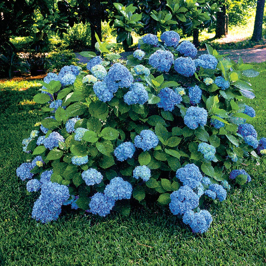 Nikko Blue Hydrangea Live Plant – 2.5 inch Pot – Outdoor Shrub - Image 1